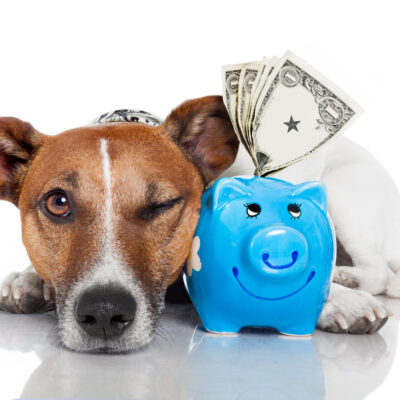 6 Popular Pet Insurance Companies