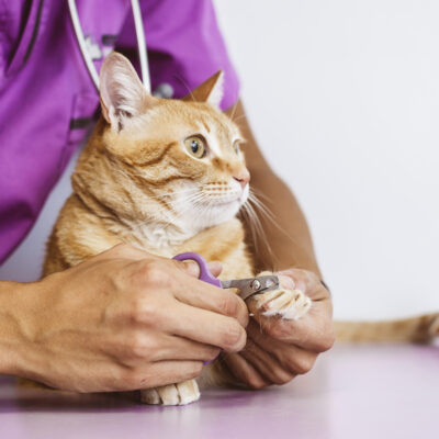 Diagnosis and Treatment of Feline Diabetes