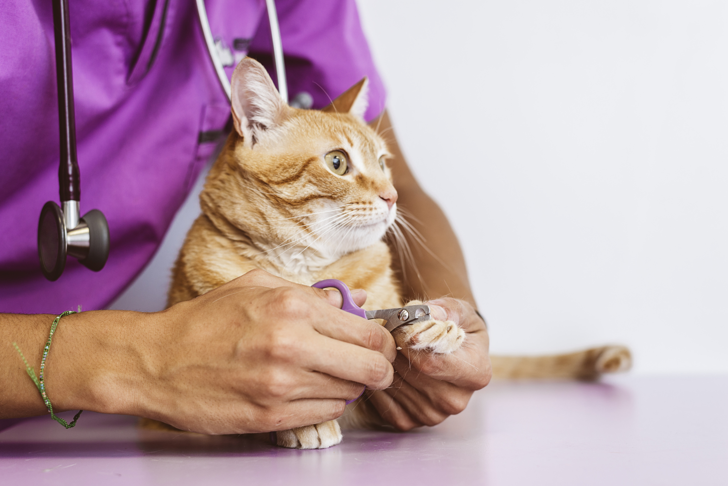 Diagnosis and Treatment of Feline Diabetes
