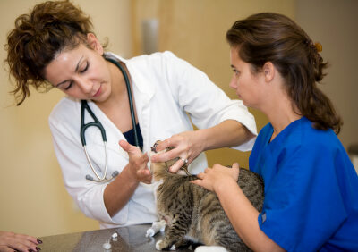 Natural Flea and Tick Prevention for Cats