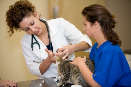 Natural Flea and Tick Prevention for Cats