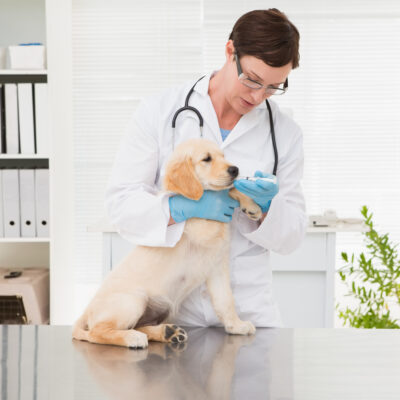 Risks When Buying Pet Medication Online