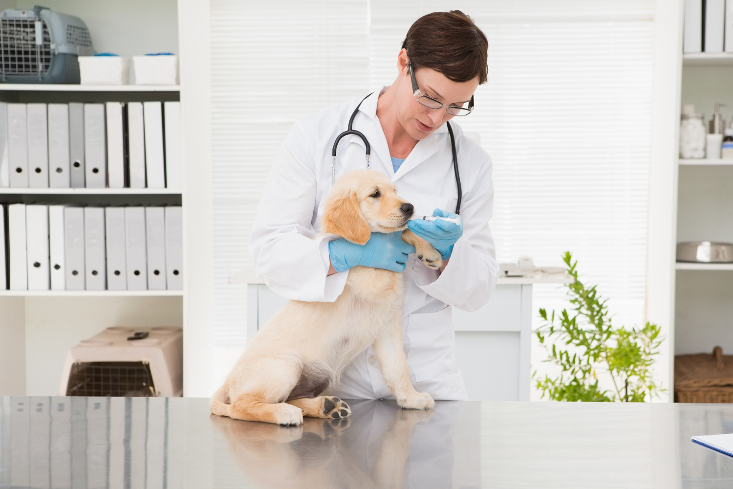 Risks When Buying Pet Medication Online