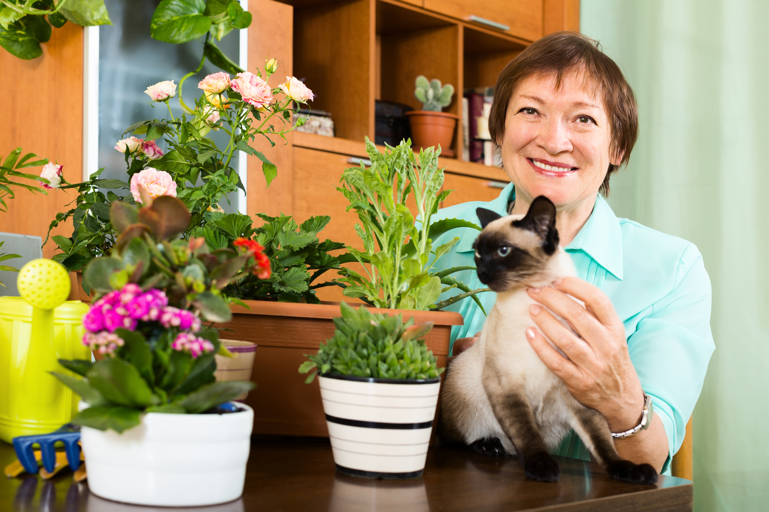 Toxic Houseplants for Cats from the ASPCA