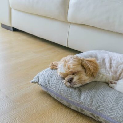 Top Budget Hotels to Visit with Pets