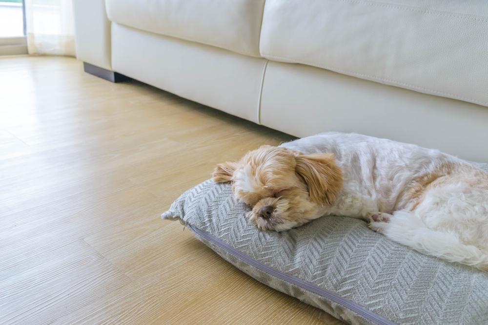 Top Budget Hotels to Visit with Pets