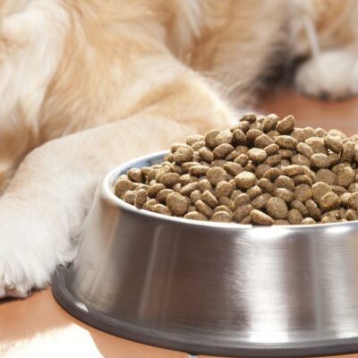 Treatment for Dogs with Food Allergies