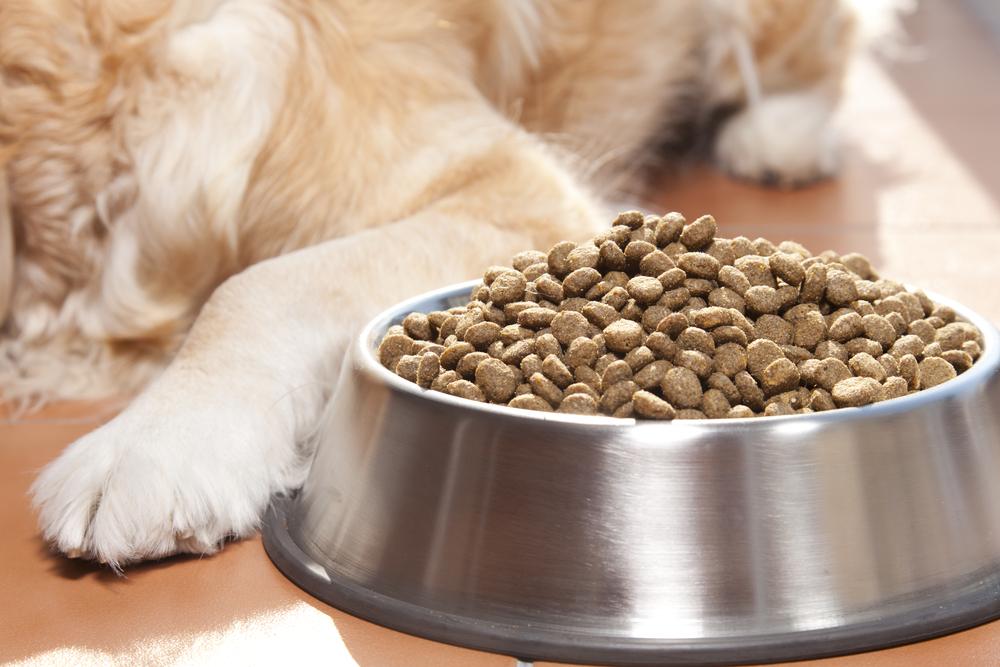 Treatment for Dogs with Food Allergies