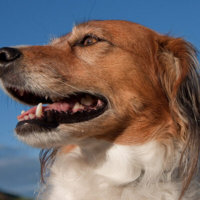 10 Ways Dogs Try to Communicate