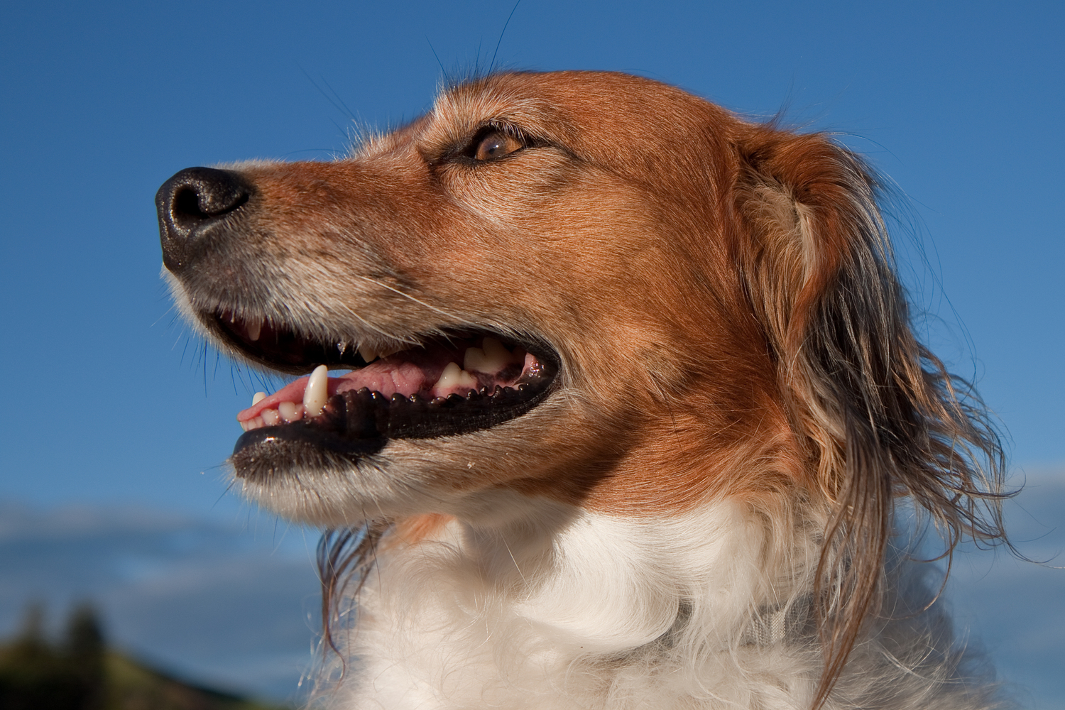 10 Ways Dogs Try to Communicate